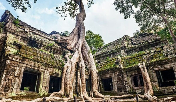 Fig roots spilling over the stone galleries of Ta Prohm