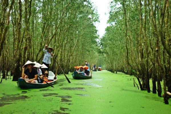 Small wooden boats being paddled along a channel of green duckweed under flooded cajuput trees