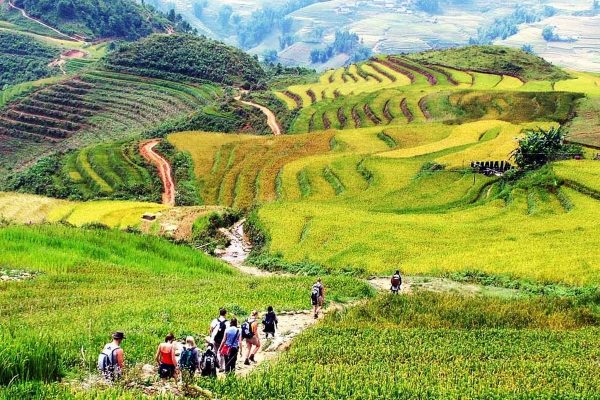 Rice terraces stepping down a green hillside in the Muong Hoa valley near Sa Pa